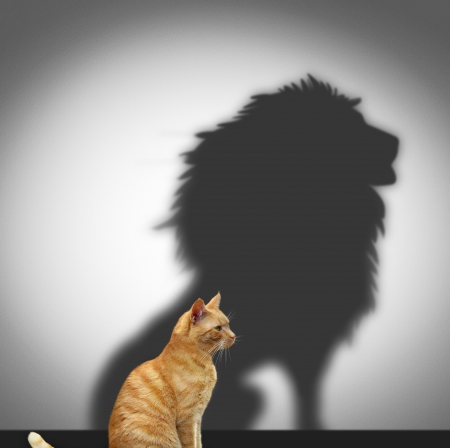 :-) - animal, funny, pisici, lion, shadow, cat