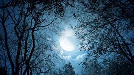 Moonlight - moon, black, white, branch, blue, silhouette, night, luna