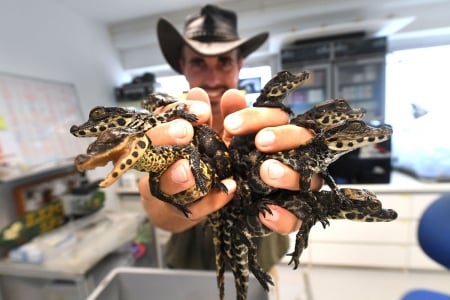 Dwarf crocodile hatchlings - West African dwarf crocodile hatchlings, France, Planet Exotica, Zoological and botanical garden, 27 August 2018, Royan