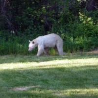 Albino Black Bear