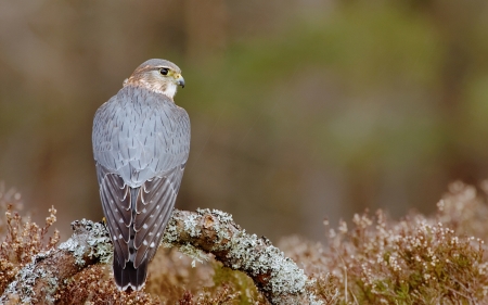 Merlin on Branch - nature, field, merlin, bird