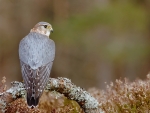 Merlin on Branch