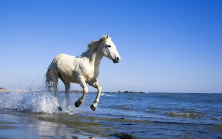 Horse on Beach - Ocean, Horse, White, Beach