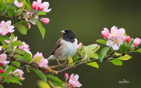 Bird and Flowers - nature, tree, flowers, bird, spring