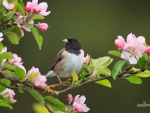 Bird and Flowers