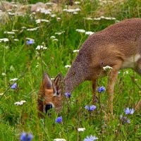 Grazing Deer