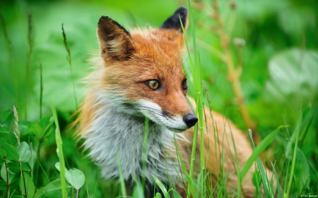 Japanese Fox - fox, nature, japan, red, animal