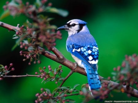 Blue Bird - nature, blue, branch, tree, bird