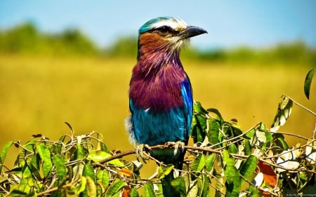 lilac breasted roller - nature, colorful, field, bird