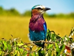 lilac breasted roller