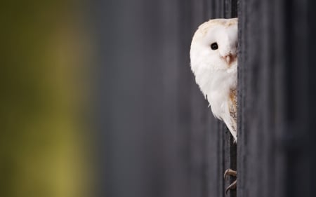 Barn Owl - white, owl, country, barn