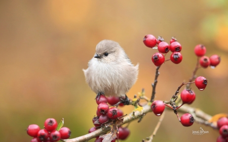 Pretty Bird - white, nature, berries, bird