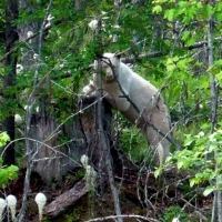 Albino Black Bear