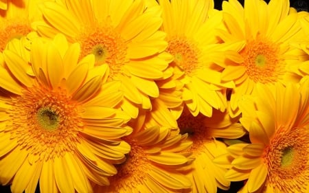 Beautiful yellow Daisies flowers - plants, flowers, Yellow, bouquet