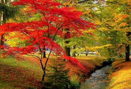 Autumn fire - park, autumn, garden, trees