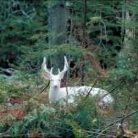 Albino Deer