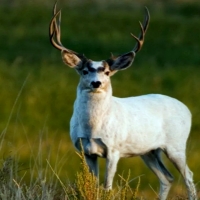 Mule Deer Buck