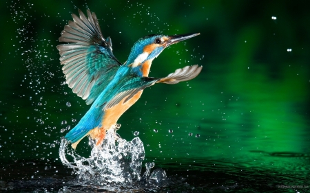 Kingfisher - Spray, Water, Wings, Bird, Flying