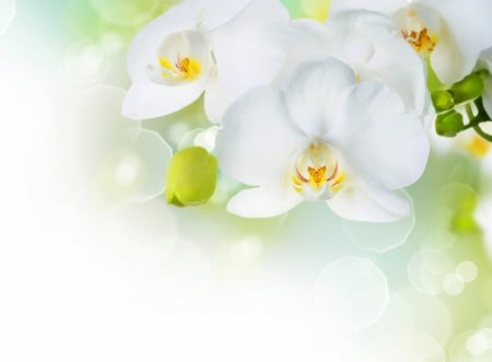 :-) - orchid, card, white, flower