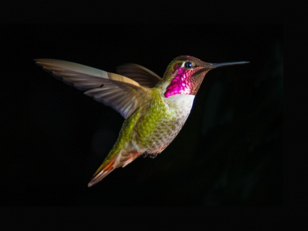 Hummingbird - colibri, hummingbird, pink, black, green