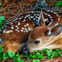 White-tailed deer