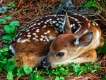 White-tailed deer