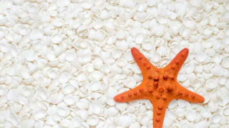 :-) - white, starfish, vara, card, orange, summer, shell, texture