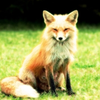 Fantastic Mr Fox