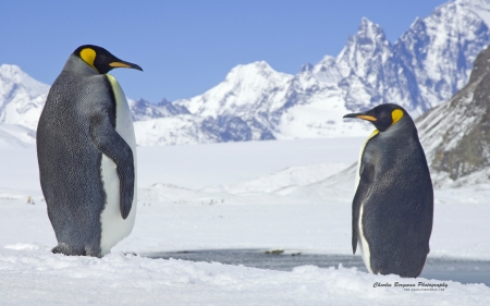 penguin king pair fortuna bay - animal, nature, penguin, snow