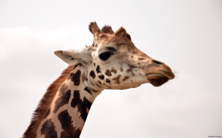 Giraffe - animal, close up, giraffe, head