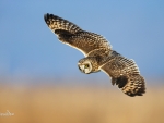 Flying Owl