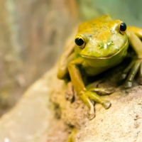 GREEN FROG