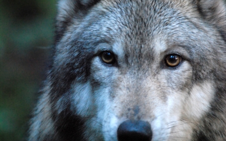 Gray Wolf - Gray, Animal, photography, Wolf