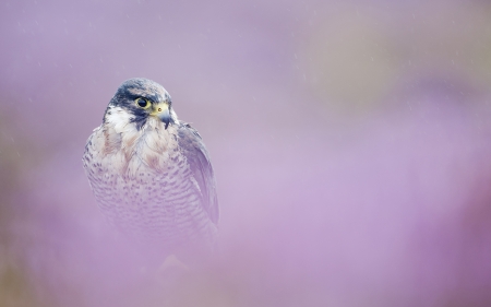 peregrine falcon