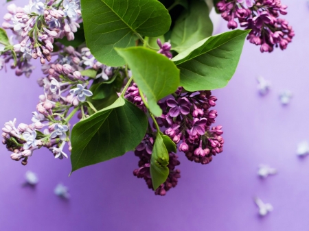 LOVELY LILACS - LILACS, IMAGE, LOVELY, FLOWERS