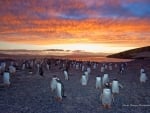 gentoo penguins colony sunset.