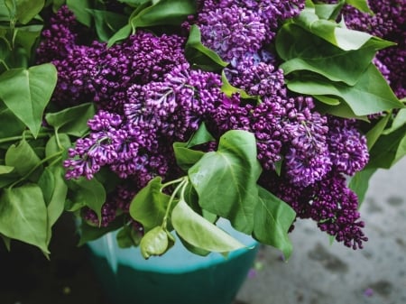 LILACS - flowers, lovely, image, lilac