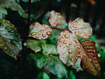 LEAVES IN THE RAIN - RAIN, IMAGE, NATURE, LEAVES