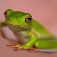 PRETTY GREEN FROG