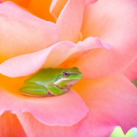 BEAUTIFUL FROG