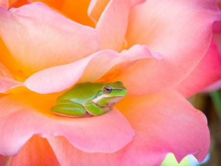 BEAUTIFUL FROG - IMAGE, BEAUTIFUL, FROG, GREEN