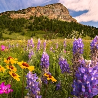 Mountain Meadow in Canada