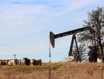 Cows and Oil Pumpjack