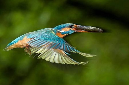 Kingfisher - fish, bird, flying, colorful