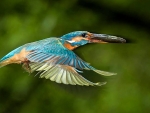 Kingfisher