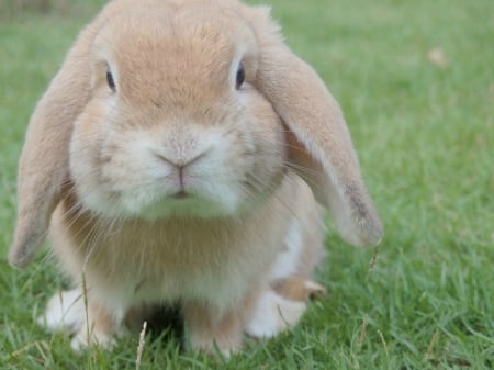 CUTE LITTLE BUNNY