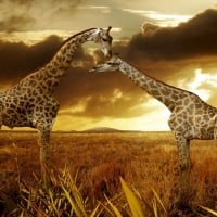 Beautiful Giraffes IUCN Red List