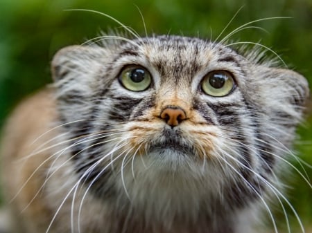 WILD CAT - animal, image, cat, wild