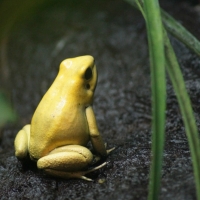 YELLOW FROG