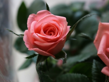 BEAUTIFUL ROSE - image, flower, rose, pretty